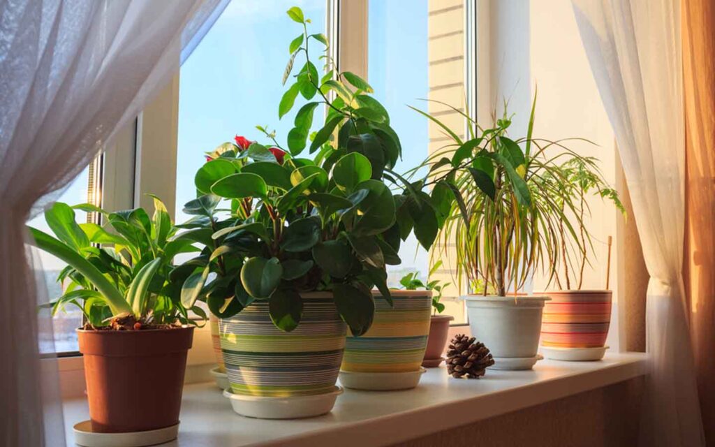تركيب نباتات داخلية للمنزل